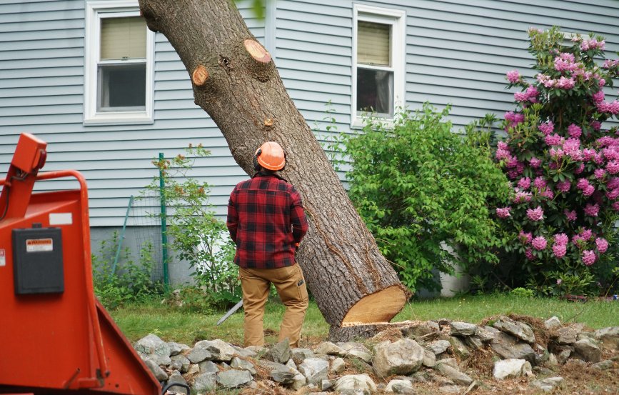 Tree Removal Risks