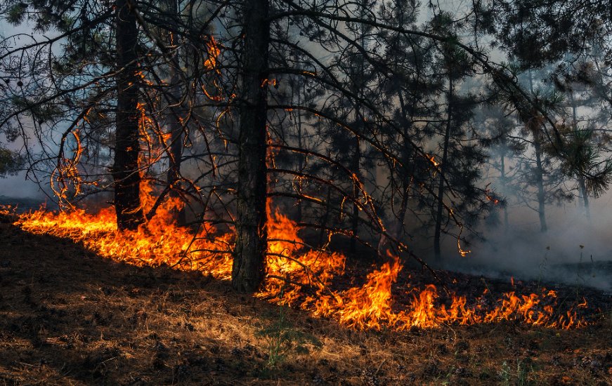Tips to Prevent Wildfires