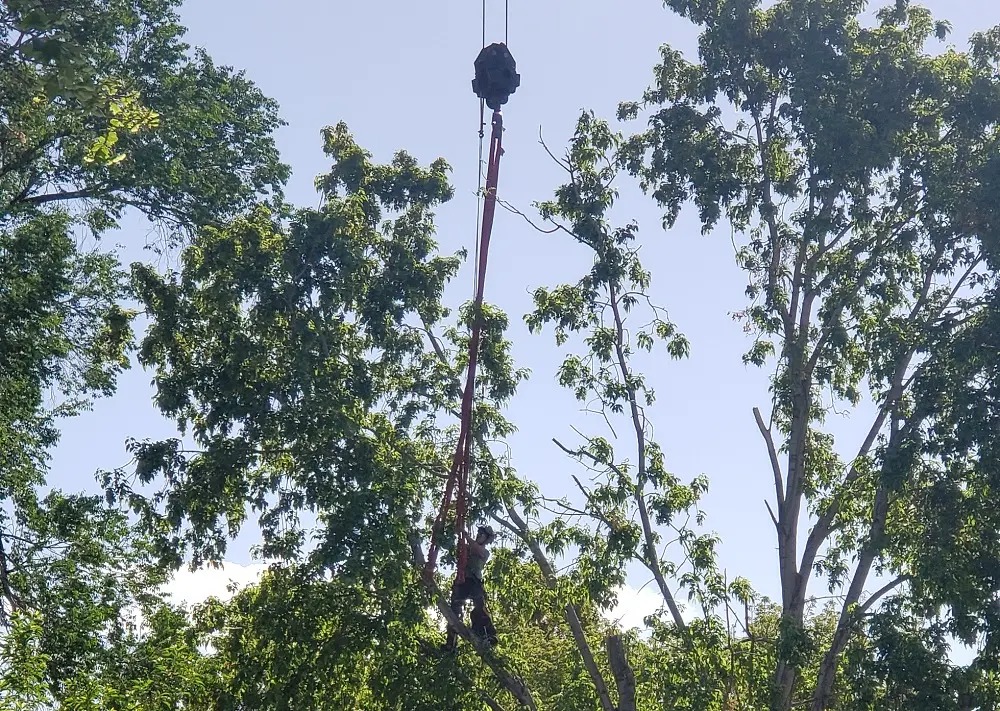 Safely Removing A Large Tree With A Crane
