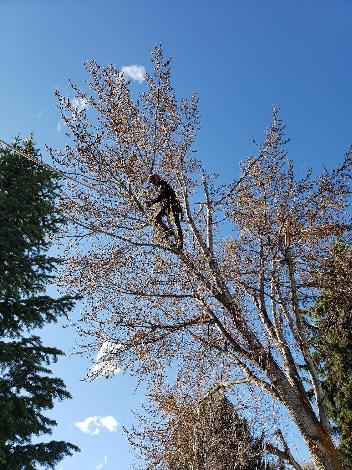 Timber Ridge Tree Service Broken Branch Removal Salt Lake Ctiy, Utah