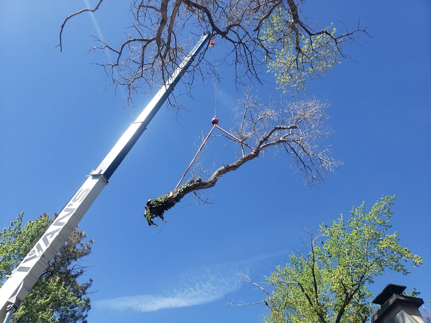 Timber Ridge Tree Service Crane Assisted Large Tree Branch Removal Utah