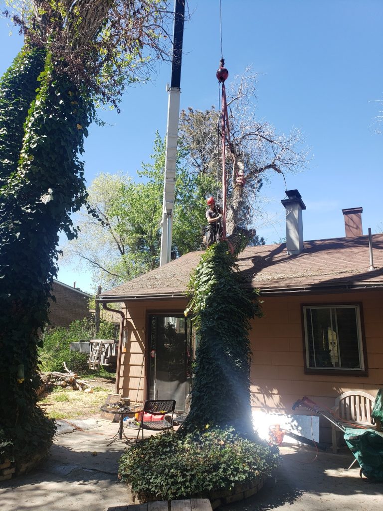 Timber Ridge Tree Service Emergency Tree Damage Removal Services Utah