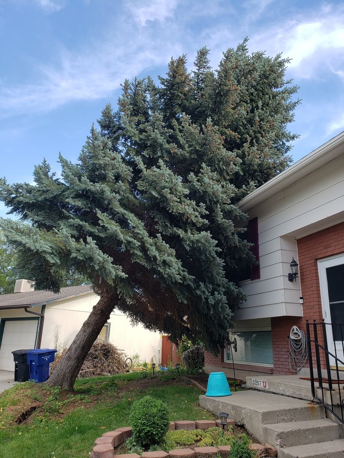 Timber-Ridge-Tree-Service-Emergency-Tree-Removal-Salt-Lake-City-Utah