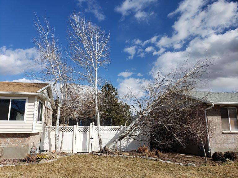 Timber Ridge Tree Service Fallen Tree Removal Salt Lake City Utah