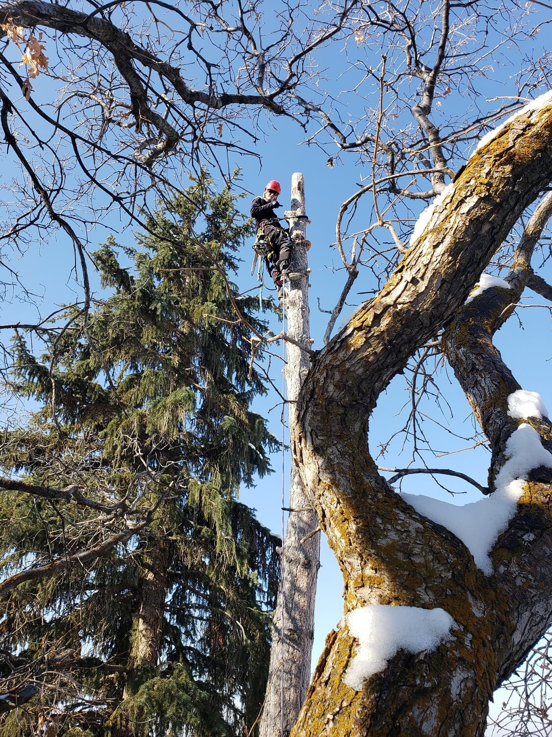 Timber Ridge Tree Service Large Tree Removal Salt Lake City, Utah