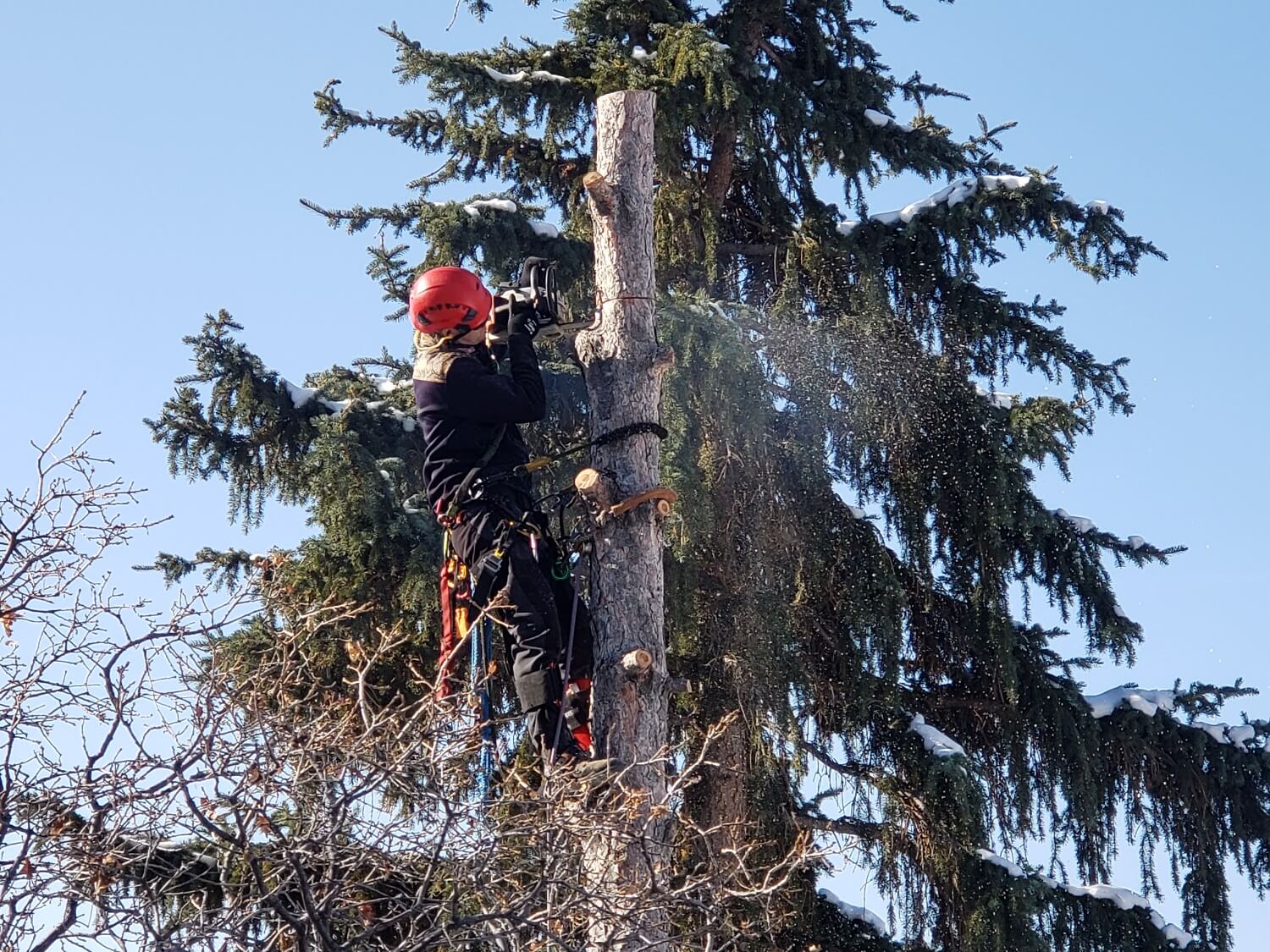Timber-Ridge-Tree-Service-Tree-Removal-Sandy-Utah