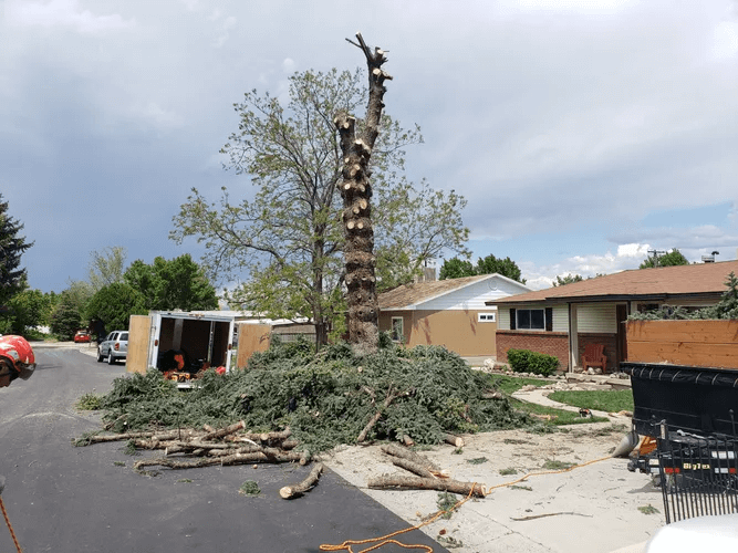 Timber Ridge Tree Service Tree Removal