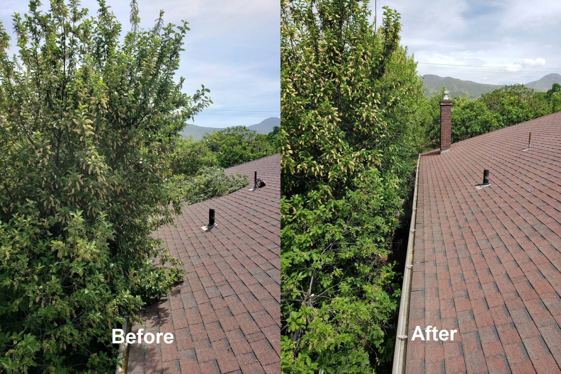 Timber Ridge Tree Service Tree Trimming Services Before & After Salt Lake City, Utah