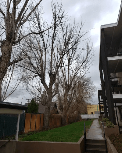 Residential and Commercial Tree Trimming