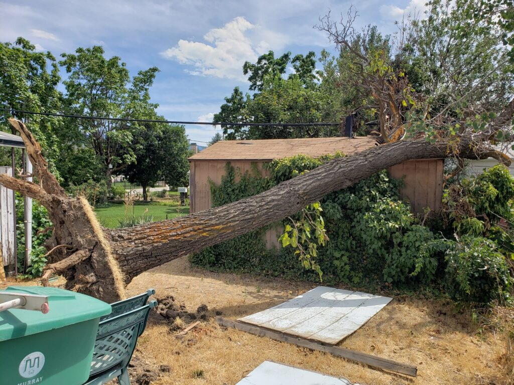 Emergency-Tree Removal Riverton Utah
