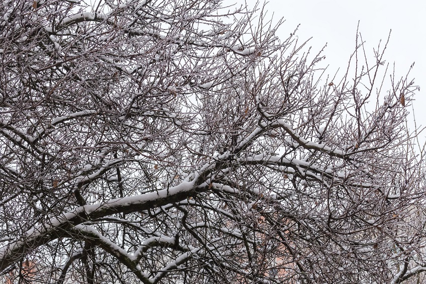 Can Trees Freeze and Die in a Harsh Winter