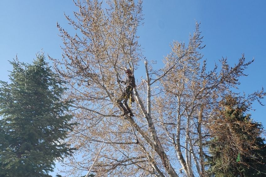 Pre-Spring Tree Care from Timber Ridge Tree Service in Salt Lake County Utah