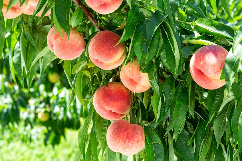 The Best Fruit Trees for Utah