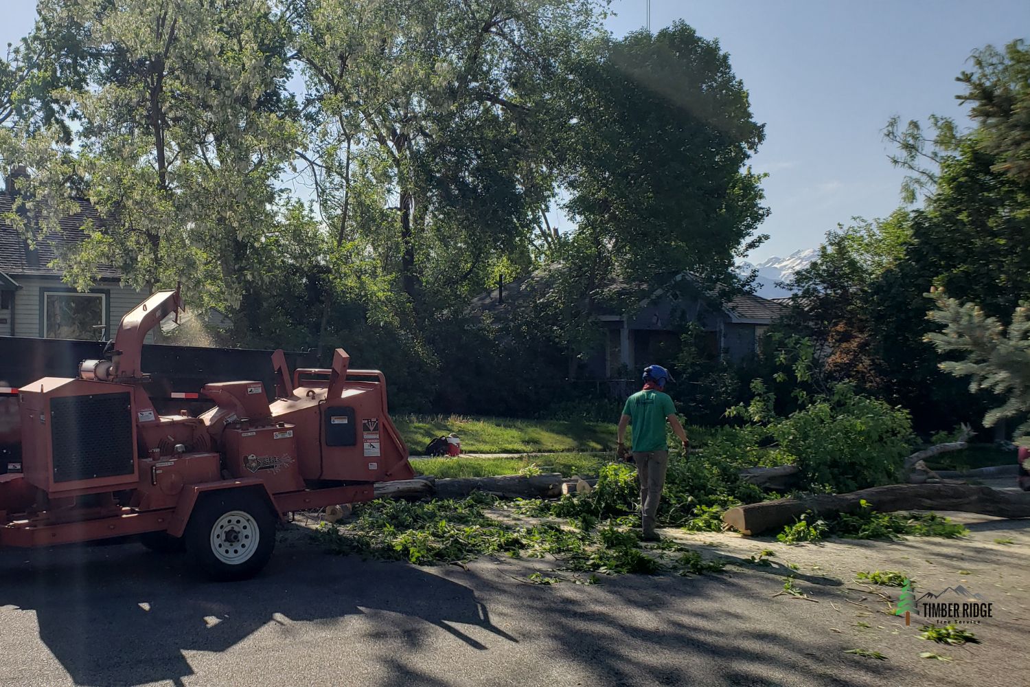 Emergency Tree Removal Services in Tooele County, Utah