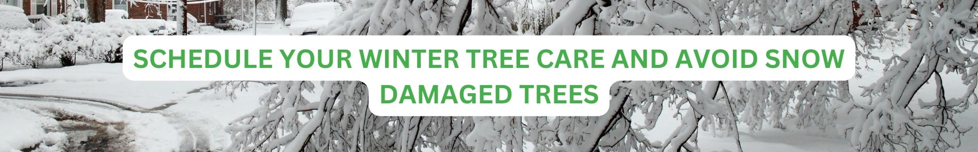 Winter Tree Care from Timber Ridge Tree Service