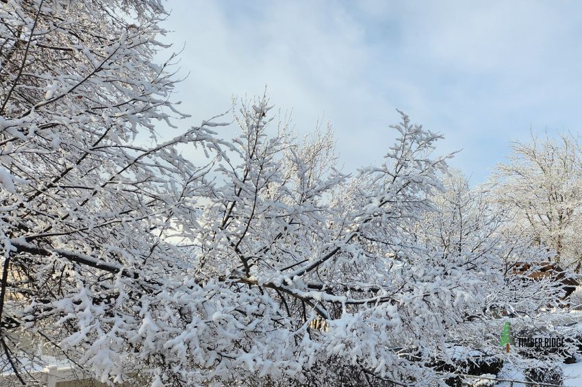Brrr-anches Signs of Winter Woes in Your Trees