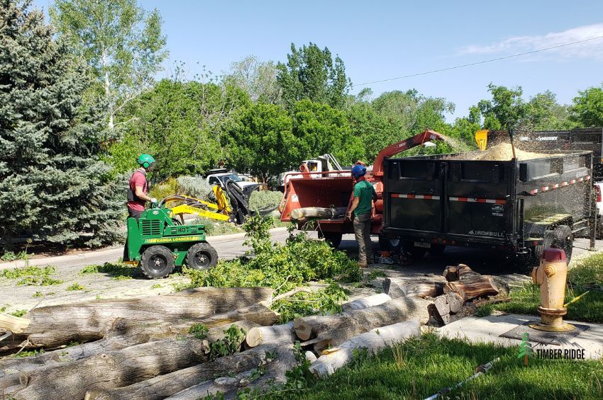 Benefits of Professional Tree Services This Spring and On