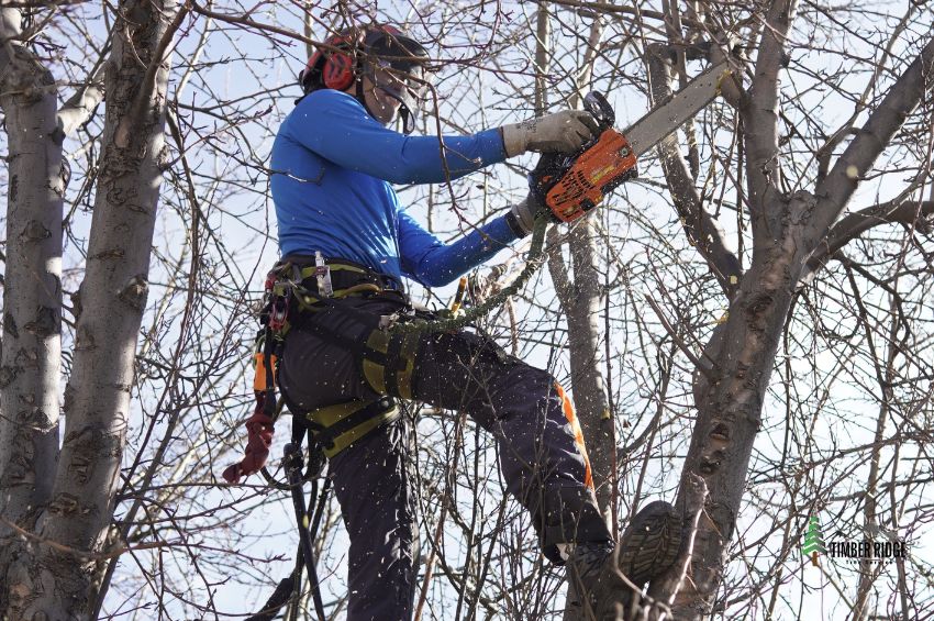 Unlocking Your Trees Full Potential Pro Tips for the Transition Season