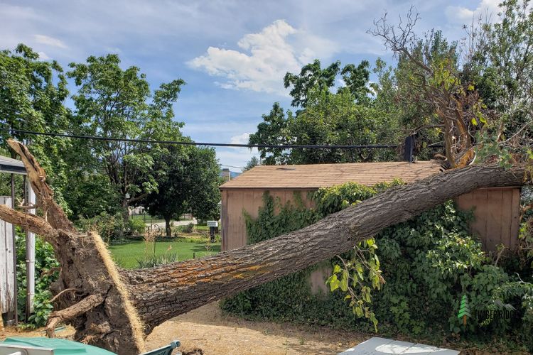 Residential and Commercial Emergency Tree Removal by Timber Ridge Tree Services