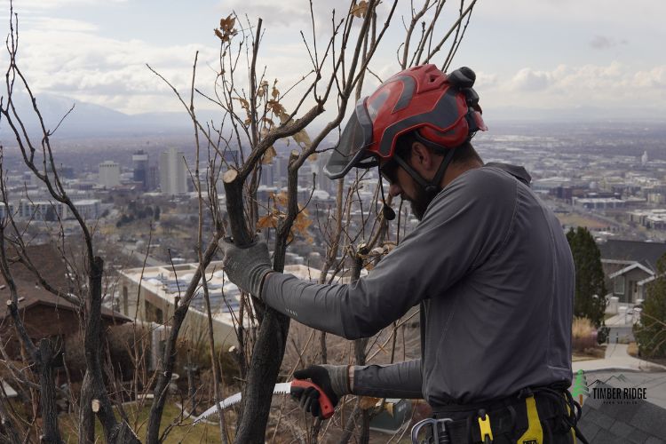Residential and Commercial Tree Pruning by Timber Ridge Tree Services