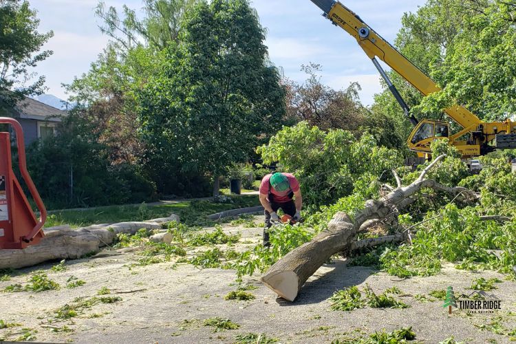 Residential and Commercial Tree Removal by Timber Ridge Tree Services