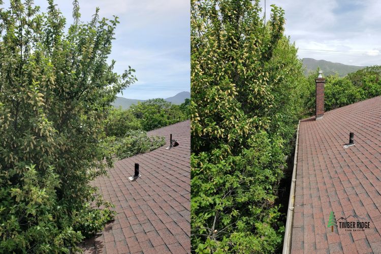 Residential and Commercial Tree Trimming by Timber Ridge Tree Services