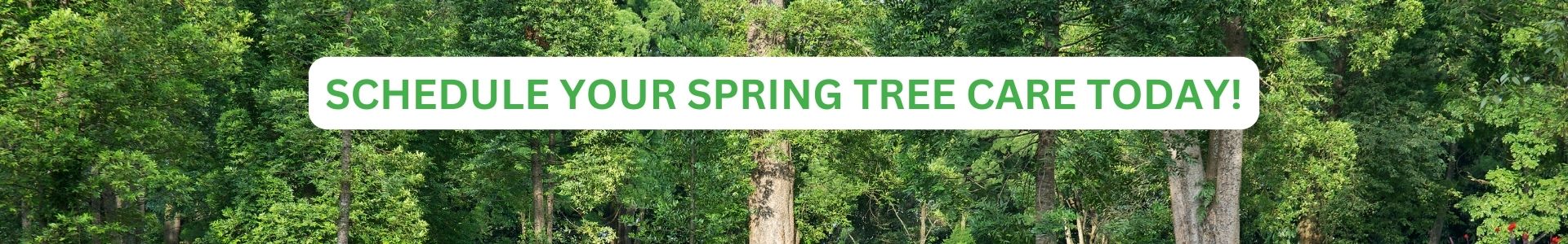 Spring Tree Care from Timber Ridge Tree Service