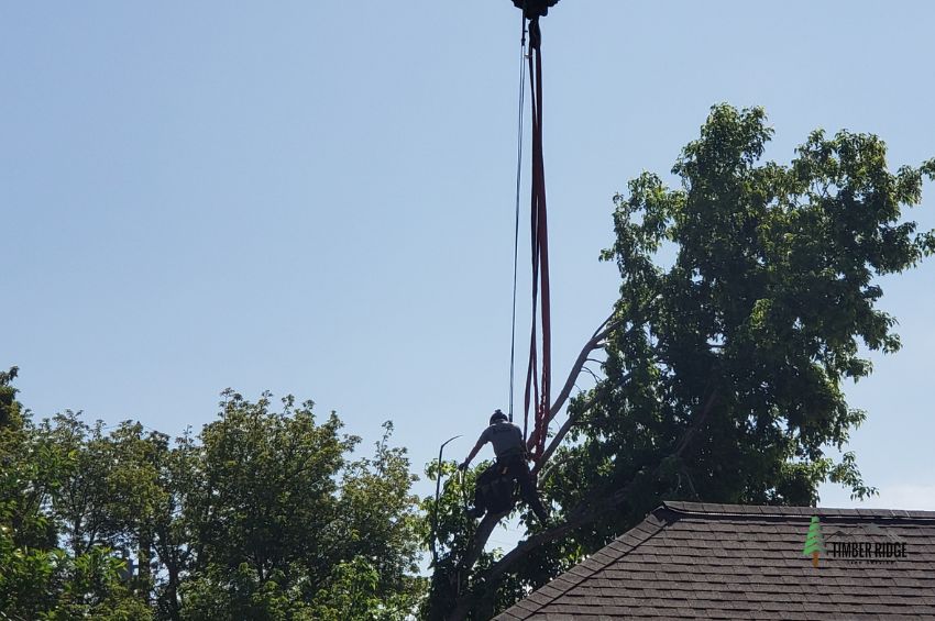 Tree Troubles Prevent Property Damage With Proactive Care