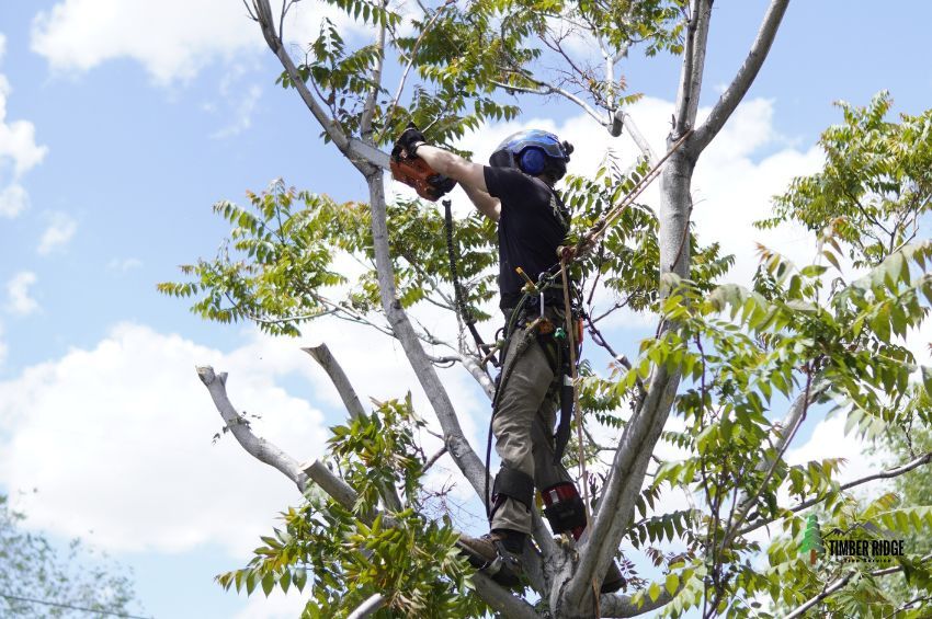 New tree growth safety and healthy growth for mature trees